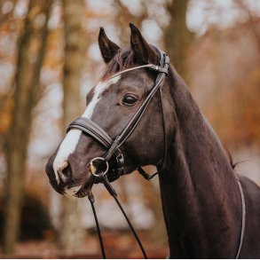 Cassidy Cavasson trense 2.0