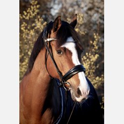 Cassidy Cavasson trense 2.0