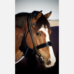 Cassidy Cavasson trense 2.0