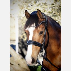 Cassidy Cavasson trense 2.0