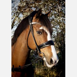 Cassidy Cavasson trense 2.0