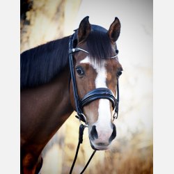 Cassidy Cavasson trense 2.0