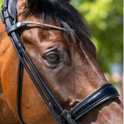 L�se n�seb�nd Kandar Cassidy