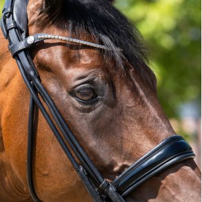 L�se n�seb�nd Kandar Cassidy